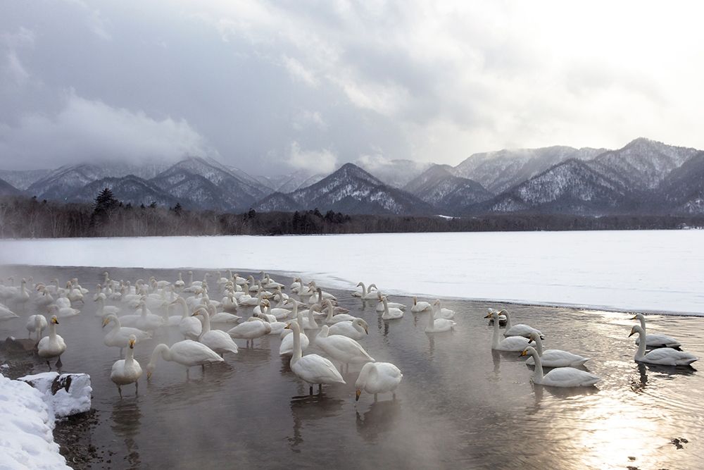 Japan-Hokkaido A group of whooper swans congregate in the mist art print by Ellen Goff for $57.95 CAD